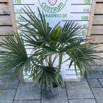 Palma konopná (Trachycarpus fortunei) - výška kmeňa 20-30 cm, celková výška 100-120 cm, kont. C18L (-17°C) 